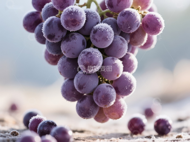 高清大图下载【趣麦麦图】霜冻葡萄特写