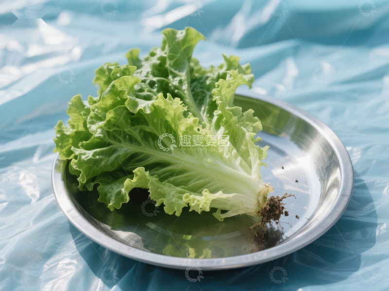 高清大图下载【趣麦麦图】新鲜生菜置于金属盘中