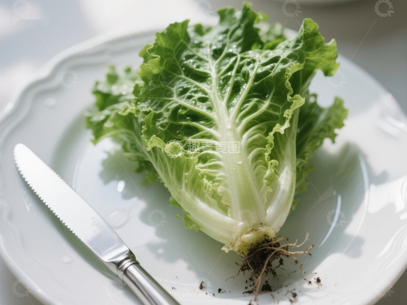 高清大图下载【趣麦麦图】新鲜生菜置于白色盘中