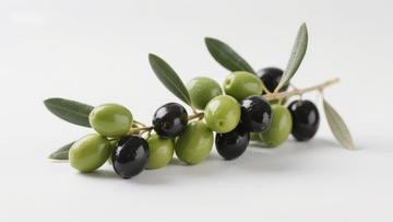 橄榄枝上的绿黑橄榄