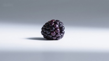 一颗成熟的黑莓静置于灰色背景上