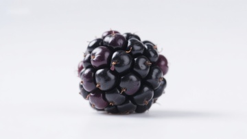 新鲜黑莓特写