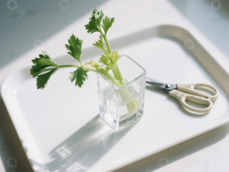 水培芹菜与剪刀静物图