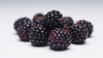 新鲜黑莓特写