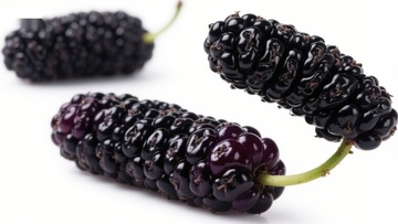 新鲜桑葚特写展示