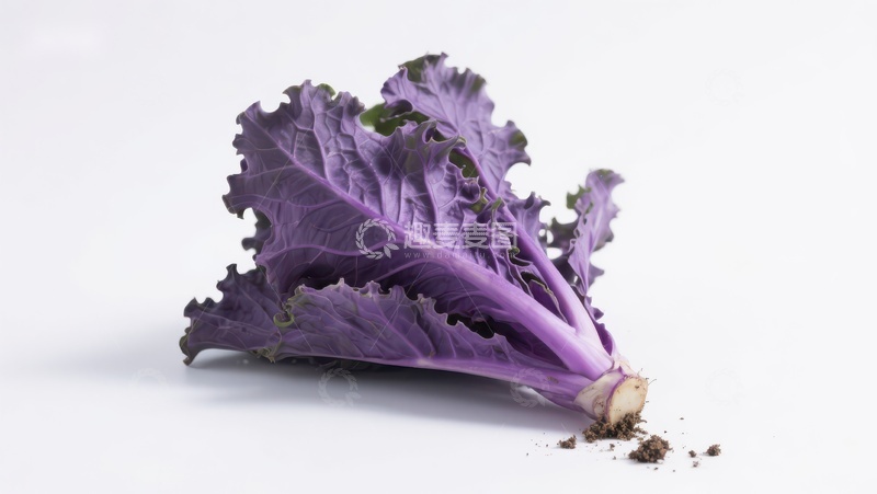 高清大图下载【趣麦麦图】紫色羽衣甘蓝特写