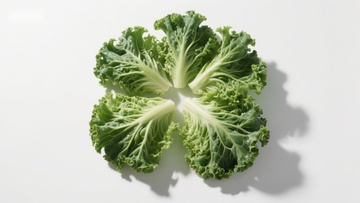 新鲜绿叶蔬菜的特写