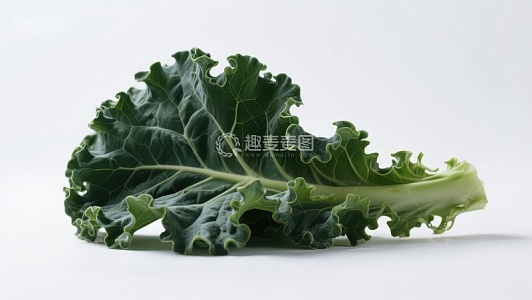 新鲜绿色羽衣甘蓝叶