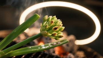 燃烧植物与光环背景