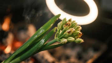 火焰旁的绿色植物与花蕾