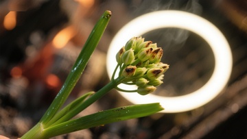 烟雾环绕的植物与光圈
