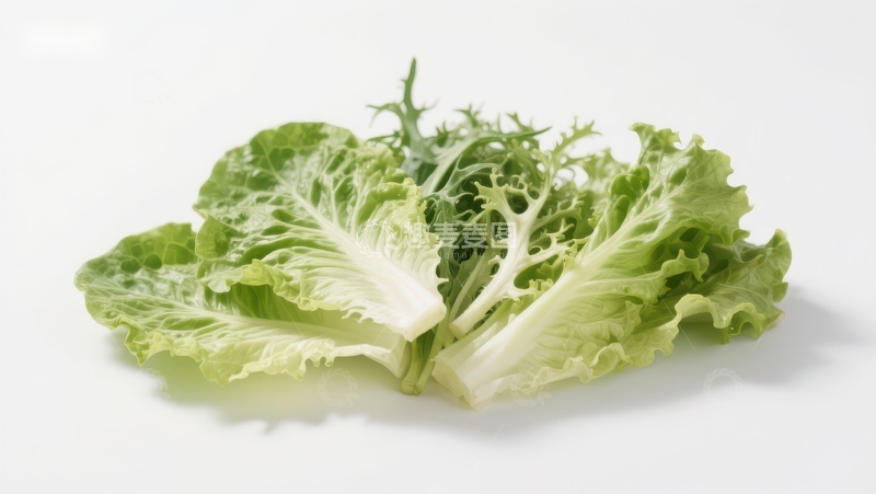 高清大图下载【趣麦麦图】新鲜生菜叶的特写