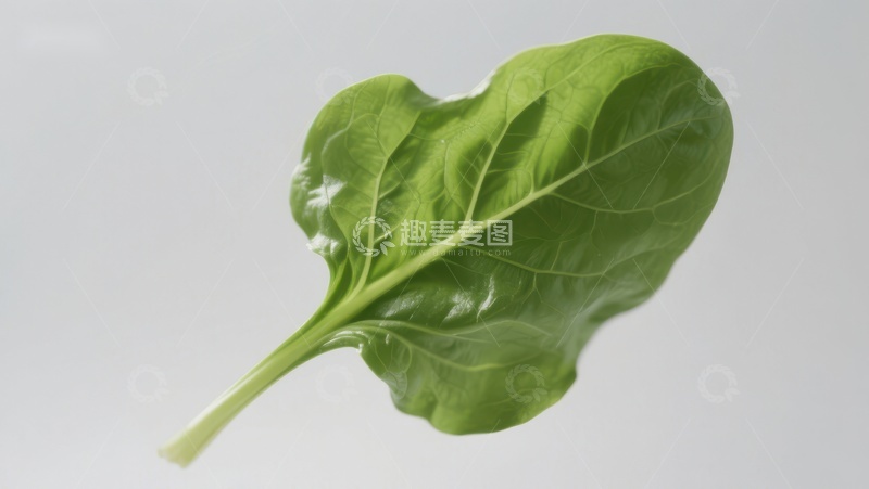 高清大图下载【趣麦麦图】新鲜绿叶特写