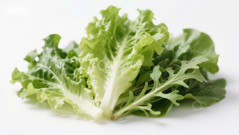 高清大图下载【趣麦麦图】新鲜生菜特写