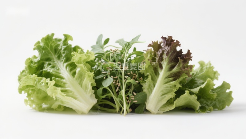 高清大图下载【趣麦麦图】新鲜生菜与香草组合