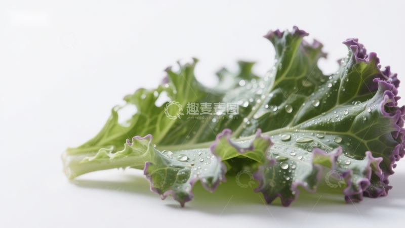 高清大图下载【趣麦麦图】紫叶甘蓝叶片特写