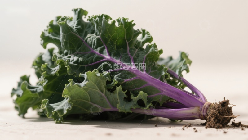 高清大图下载【趣麦麦图】紫茎羽衣甘蓝特写