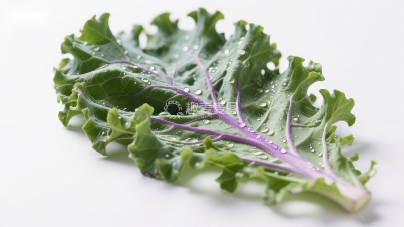 高清大图下载【趣麦麦图】新鲜羽衣甘蓝叶片特写