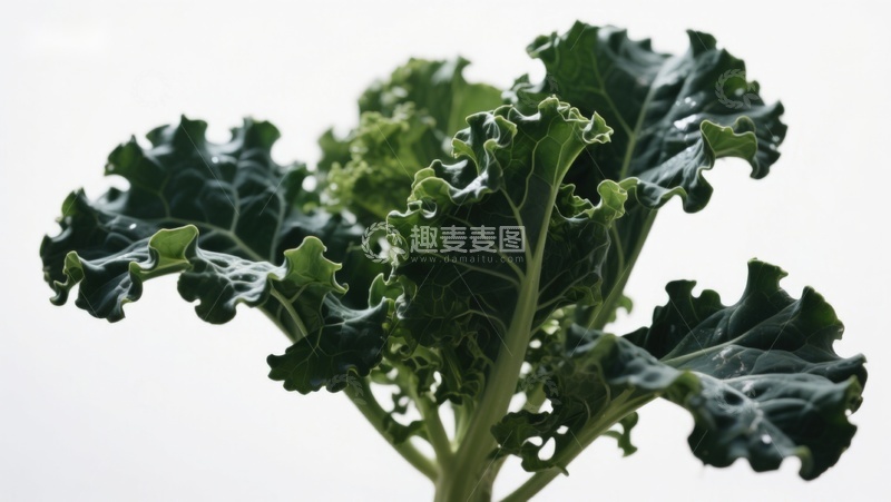 高清大图下载【趣麦麦图】羽衣甘蓝叶片特写