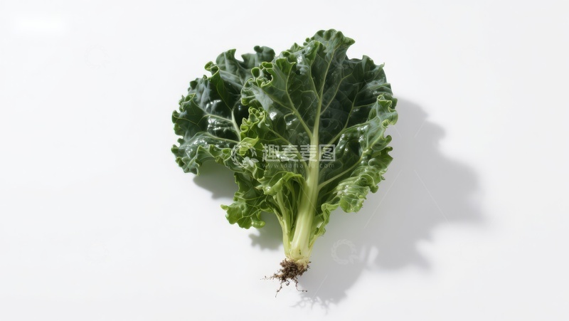 高清大图下载【趣麦麦图】新鲜羽衣甘蓝叶片特写