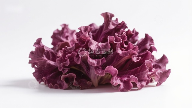 紫叶生菜特写