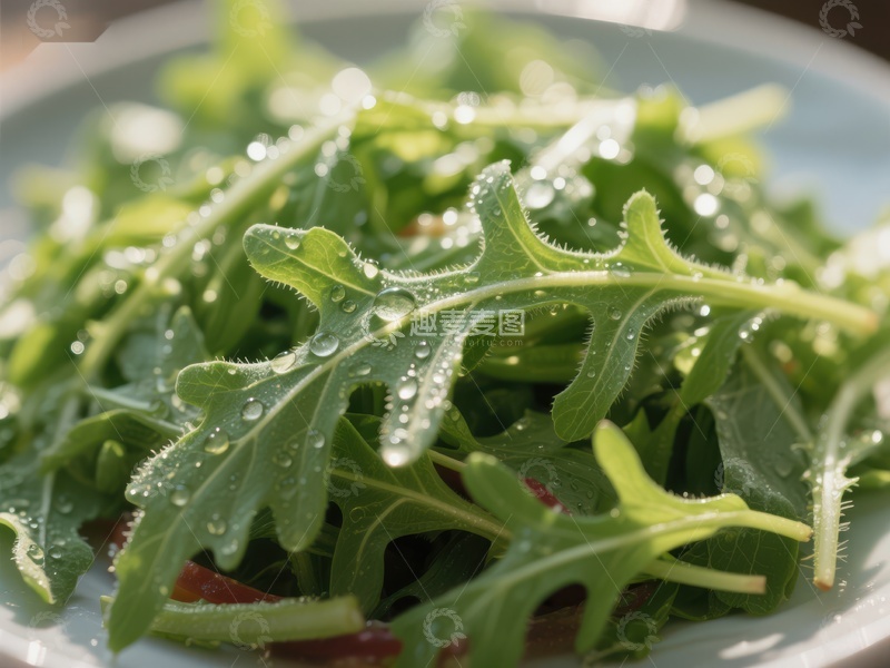 高清大图下载【趣麦麦图】新鲜绿叶蔬菜上的水珠特写