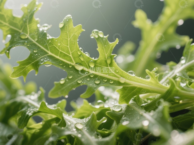 高清大图下载【趣麦麦图】新鲜绿叶上的水珠特写