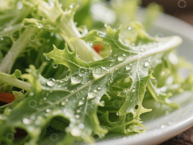 高清大图下载【趣麦麦图】新鲜生菜上的水珠特写