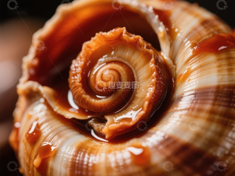 高清大图下载【趣麦麦图】螺旋贝壳的特写细节
