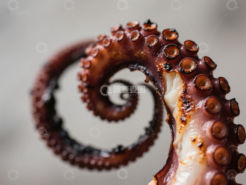 高清大图下载【趣麦麦图】螺旋卷曲的章鱼触须特写