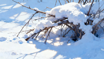 雪覆枯枝冬日静景