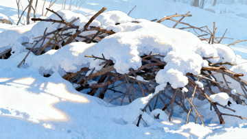 雪覆枯枝冬日静景