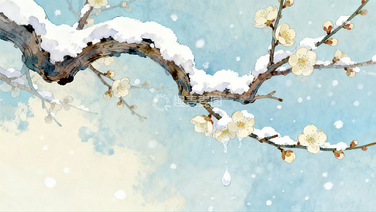 雪覆梅花枝头绽放