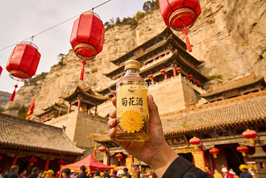手持菊花酒与古寺红灯笼