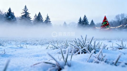 雪地圣诞树雾气弥漫冬日景象