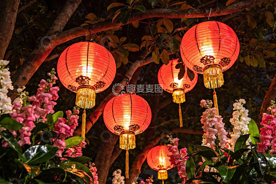 夜色中红灯笼与鲜花交相辉映