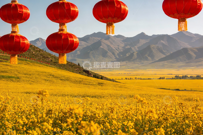 高清大图下载【趣麦麦图】金黄花海红灯笼