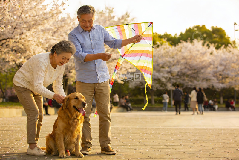 高清大图下载【趣麦麦图】公园里老人与狗放风筝