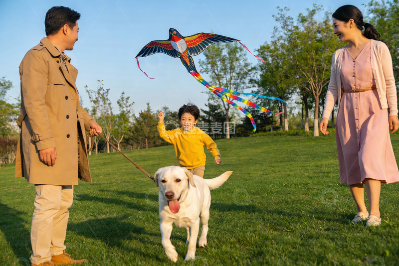 高清大图下载【趣麦麦图】家庭户外放风筝与宠物狗