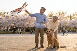 公园赏樱放风筝与宠物狗