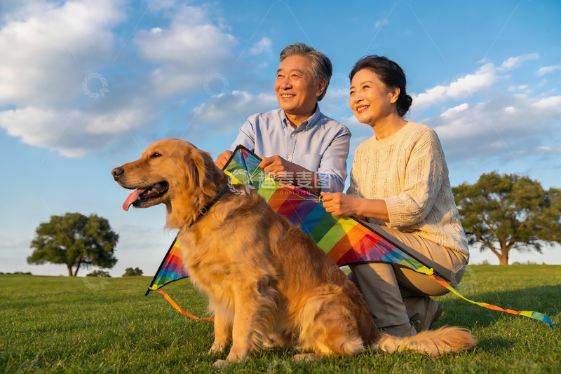 高清大图下载【趣麦麦图】老夫妇与金毛犬放风筝