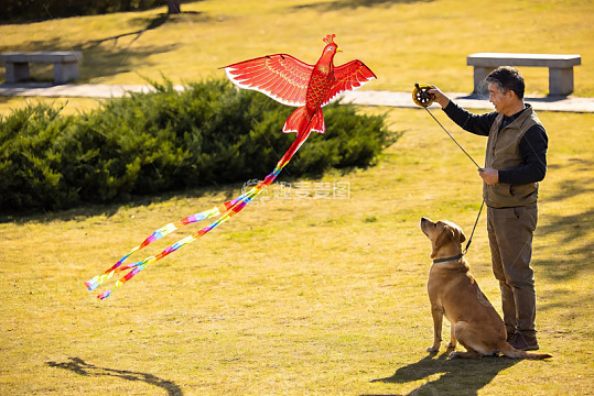 男子与爱犬放飞凤凰风筝