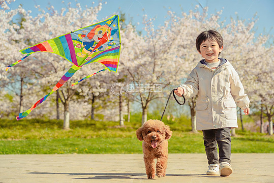 春日公园放风筝遛狗
